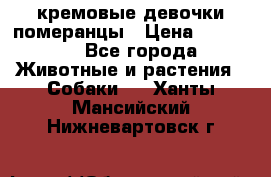 кремовые девочки померанцы › Цена ­ 30 000 - Все города Животные и растения » Собаки   . Ханты-Мансийский,Нижневартовск г.